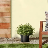 15" Mini Tea Leaf 1-Ball w/ Growers Pot