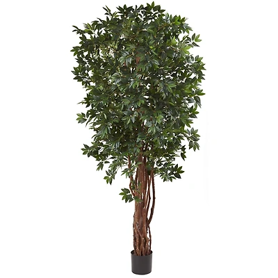 7.5ft. Potted Lychee Silk Tree