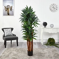 5.5ft. Potted Dragon Tree with Natural Cane Trunk