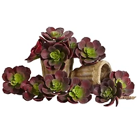 Green & Burgundy Echeveria Succulent, 12ct.