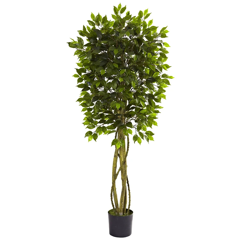 5.5ft. Potted UV Resistant Ficus Tree