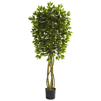 5.5ft. Potted UV Resistant Ficus Tree