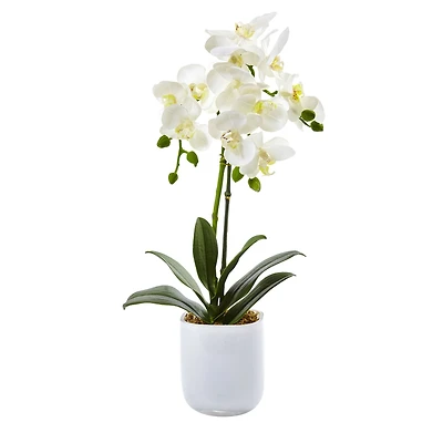 18.5" Moth Orchid in Frosted Glass