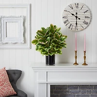 2ft. Rubber Plant in Glossy Cylinder