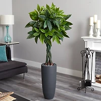 6ft. Money Tree in Gray Cylinder Planter