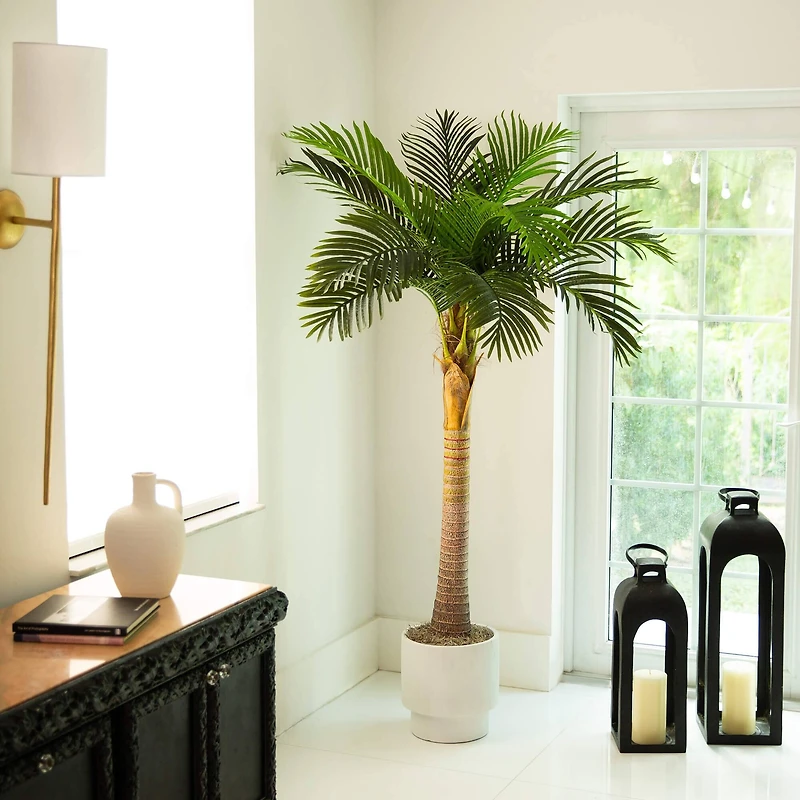 6ft. Potted Coconut Palm Tree