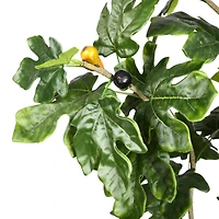 4ft. Potted Fig Tree