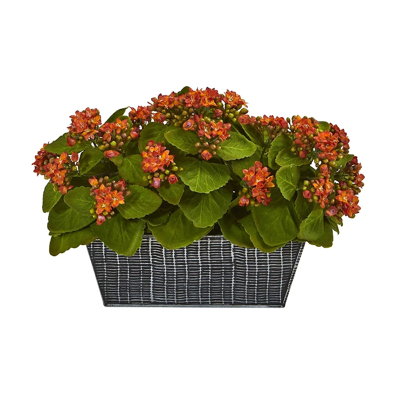 14in. Orange Kalanchoe Plant in Black Embossed Planter