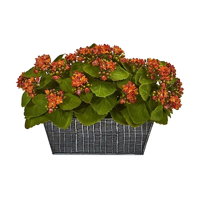 14in. Orange Kalanchoe Plant in Black Embossed Planter