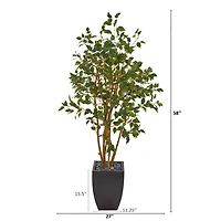 5ft. Ficus Tree in Black Planter