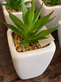 Minimalist Succulents in White Square Pot Set