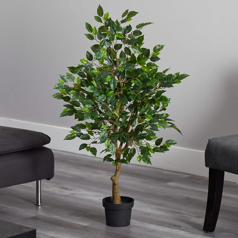 3.25ft. Potted Ficus Tree