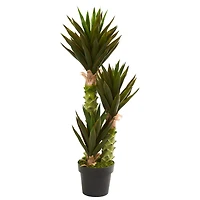 3.5ft. Potted Agave Plant