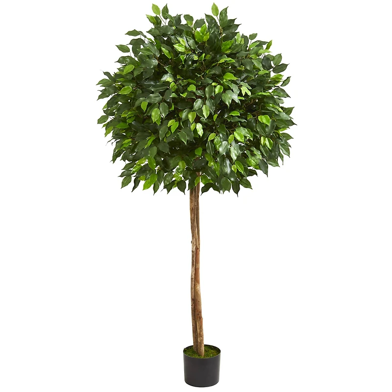 5.5ft. Potted Ficus Tree