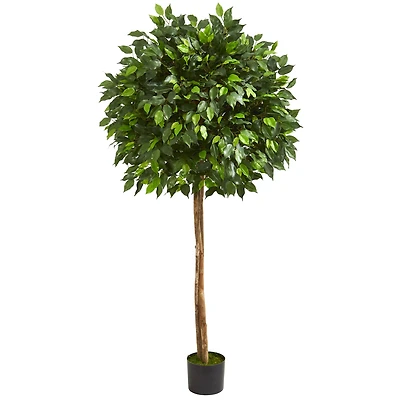 5.5ft. Potted Ficus Tree