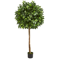 5.5ft. Potted Ficus Tree