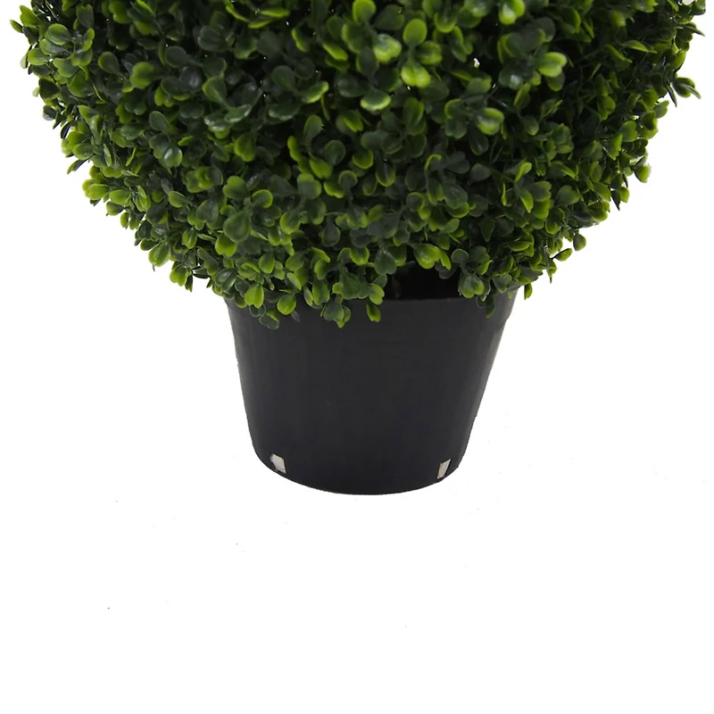 2ft. Potted Boxwood Teardrop Shaped Bush