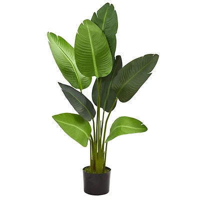 4ft. Potted Travelers Palm Tree