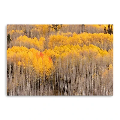 Beckwith Aspens Canvas Giclee