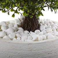 3.5ft. Boxwood Topiary in Textured White Planter