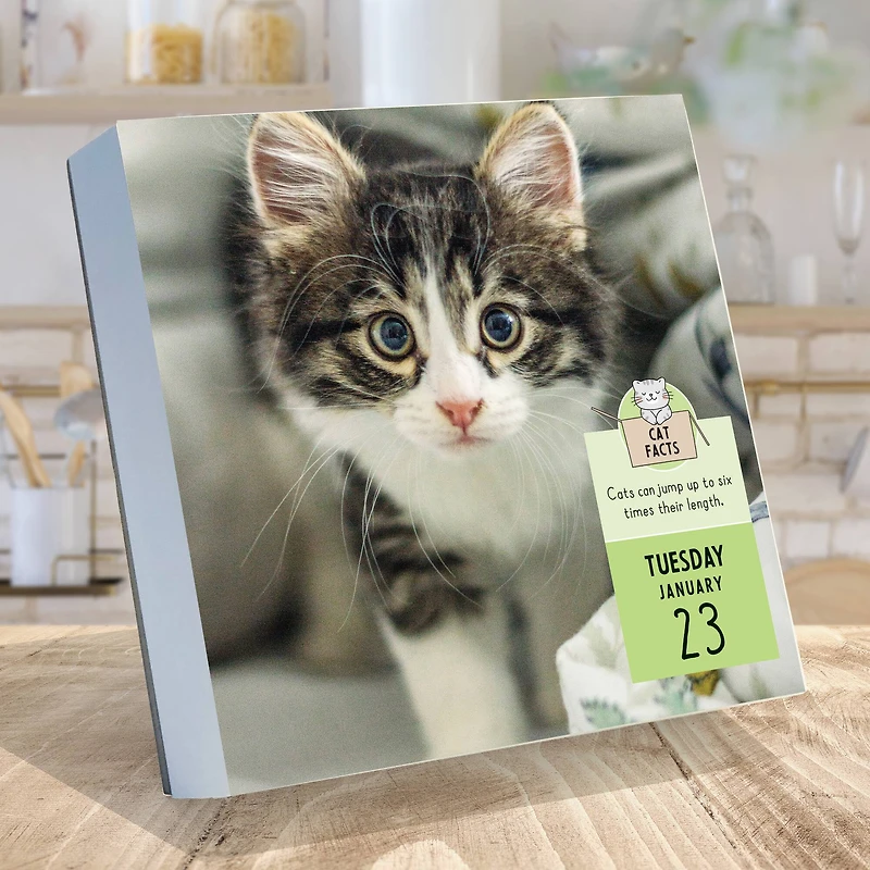 TF Publishing Cat A Day Daily Desktop Calendar