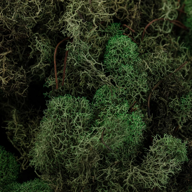 12 Pack: Basil Green Reindeer Moss by Ashland®