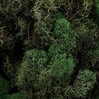 12 Pack: Basil Green Reindeer Moss by Ashland®