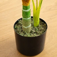 3ft. Potted Golden Cane Palm Tree