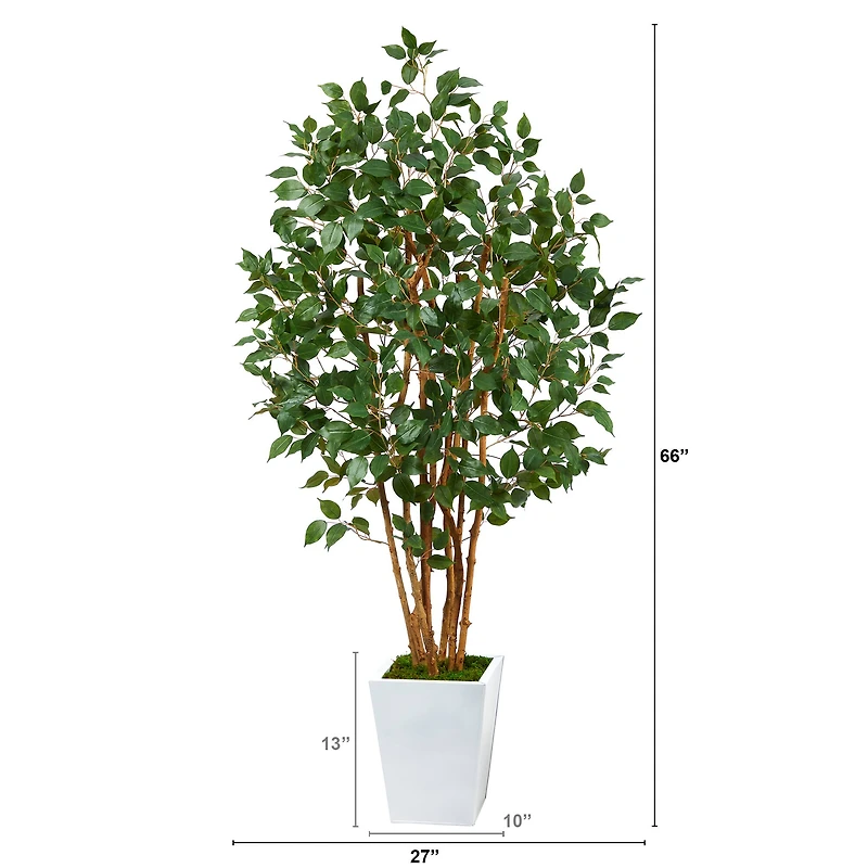 5.5ft. Bushy Ficus Tree in White Metal Planter