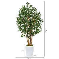 5.5ft. Bushy Ficus Tree in White Metal Planter