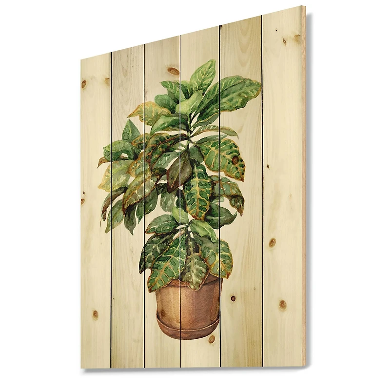 Designart - Croton In Clay Flowerpot