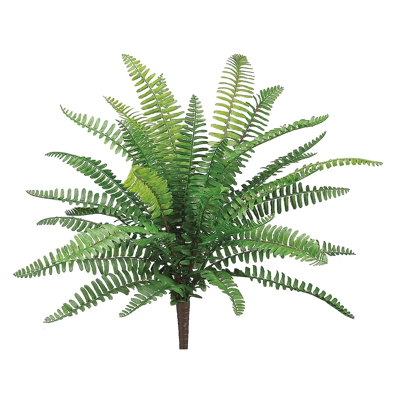 UV Protected Boston Fern Bush 