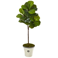 5ft. Fiddle Leaf Tree in Planter