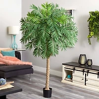 6.6ft. Potted Robellini Palm Tree