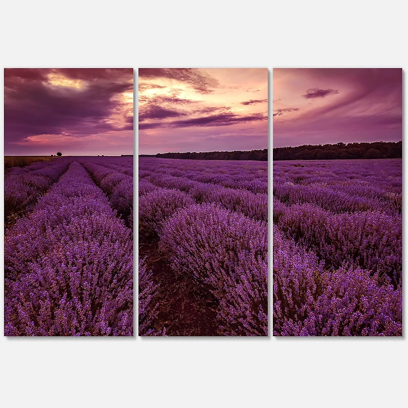 Designart - Sunrise & Dramatic Clouds Over Lavender Field III