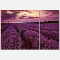 Designart - Sunrise & Dramatic Clouds Over Lavender Field III