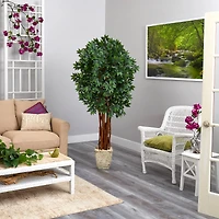6ft. Lychee Tree in Country White Planter