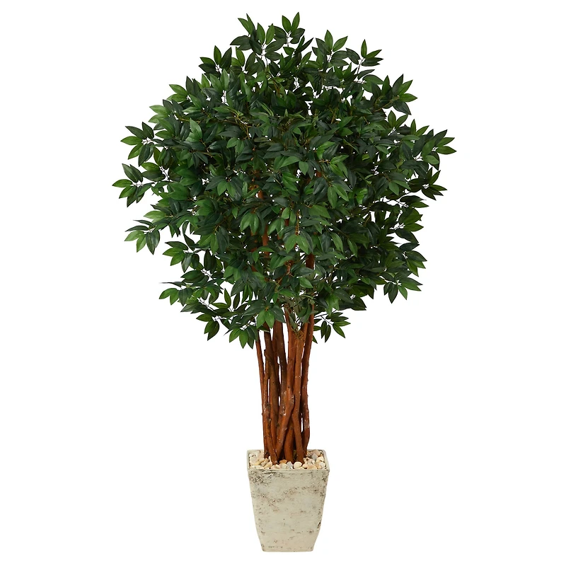 5ft. Lychee Tree in Country White Planter