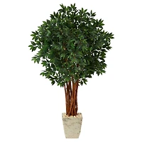 5ft. Lychee Tree in Country White Planter