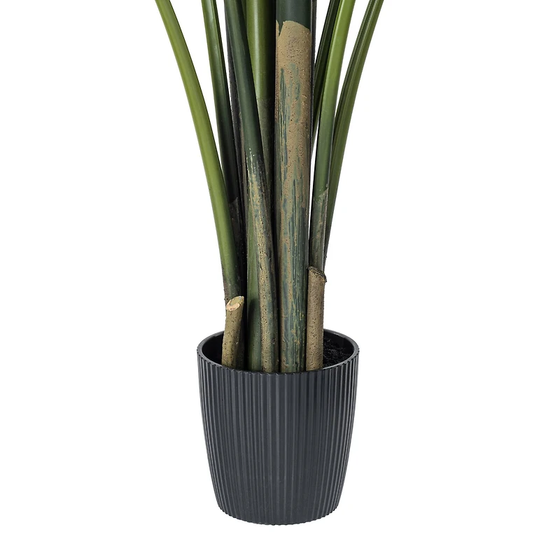 6ft. Potted Travellers Palm Tree