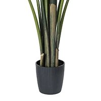 6ft. Potted Travellers Palm Tree