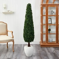5.25ft. Boxwood Topiary in White Planter