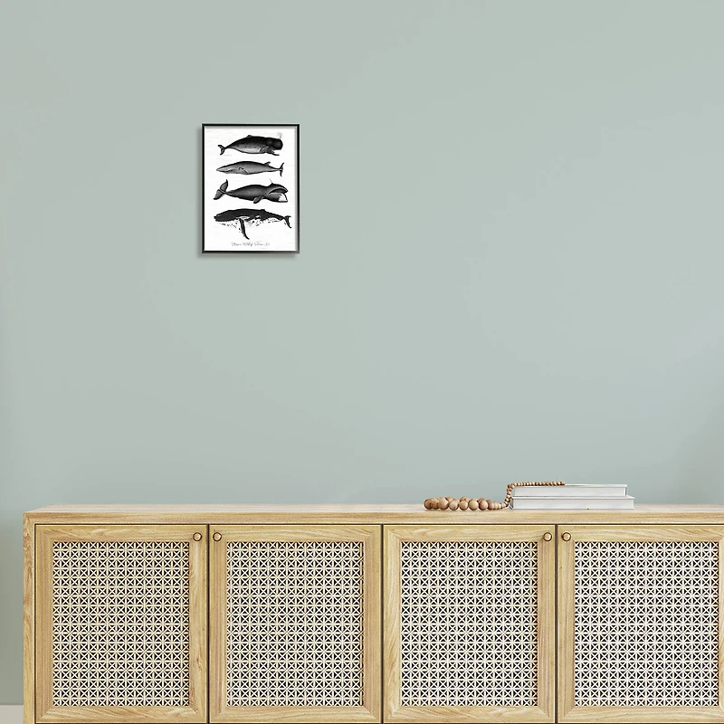 Stupell Industries Marine Wildlife Whales Drawings Diagram Framed Giclee Art