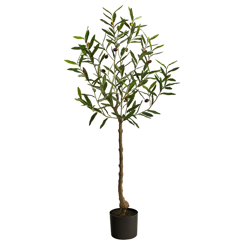 4ft. Potted Olive Tree