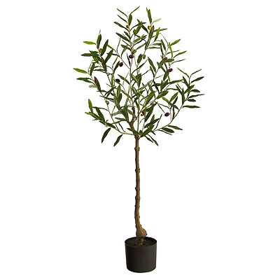 4ft. Potted Olive Tree