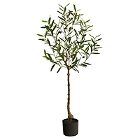 4ft. Potted Olive Tree