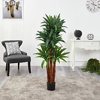 4.5ft. Potted Dragon Tree with Natural Trunk