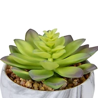 4" Green & Purple Succulent in Faux Marble Pot
