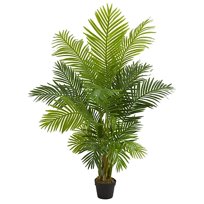 5ft. Potted Hawaii Palm Tree