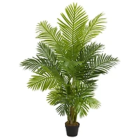5ft. Potted Hawaii Palm Tree